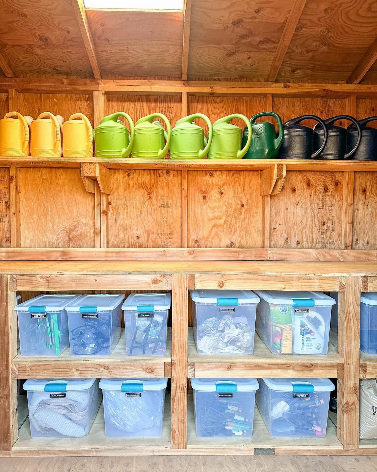 Colorful watering cans and clear plastic storage bins arranged on wooden shelves inside a shed.